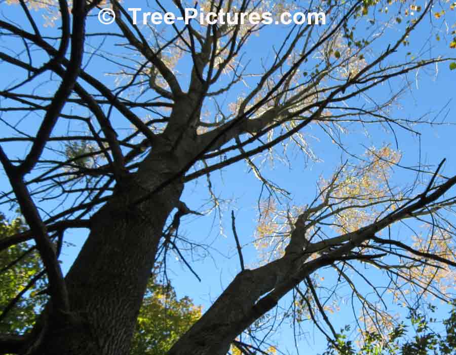 Red Ash: Bark, Branches of Red Ash Tree in Autumn | Ash Trees at Tree-Pictures.com