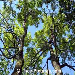 White Ash: Tall White Ash Trees in the Forest | Tree:Ash+White at Tree-Pictures.com
