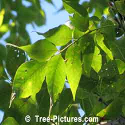 White Ash: White Ash Tree Leaves | Tree:Ash+White+Leaves at Tree-Pictures.com