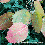 Poplar Leaf Identification