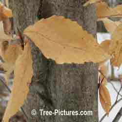 Beech Trees: American Species of Beech Leaf In Early Spring