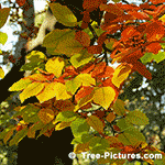 Beech Tree Pictures: Leaves of the American Beech