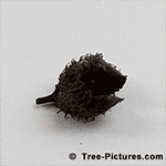 Beech Tree Picture: Beech Nut