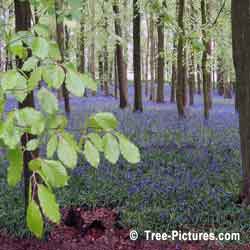 Beech Trees, Beech Leaves in the Blue Bell Forestin Spring, North London, UK