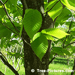 Beech Tree Pictures: Leaves of the Beech Tree Type