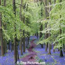 Beech Tree, Beech Forest with Blue Bells in Spring, North London, UK