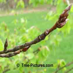 European Beech: Spring Beech Tree Leaf Bud