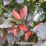 Beech Tree: Purple Beech Leaf Leaves
