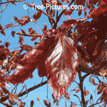 Beech Tree Pictures: Up Close Purple Beech Leaf Leaves Photo