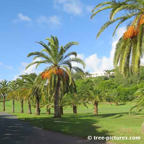 Bermuda Tree Pictures, Impressive Palm Trees Along the Road Pic