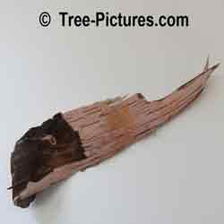 Paper Birch Tree Bark:, White Birch Bark Fallen off the Tree, Photo of Inside of Bark
