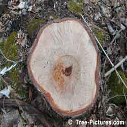 Birch Tree Wood, Cut White Birch Tree Stump Showing Growth Rings