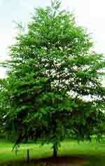 tree picture