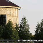 Types of Cedar Trees: Barn With Cedar Tree Landscaping