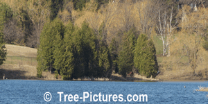 Cedar Trees: Spring Grove of Cedars at the Lake Picture