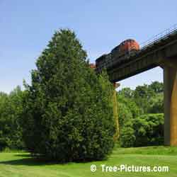 Cedar Tree, Golf Course Cedar by the Train Railway