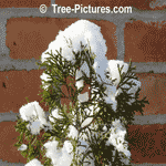 Types of Cedar Trees: Snowy Pyramidal Cedar Leaves in Winter Pic