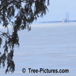 Cedar Tree Leaf: Lakeside Cedar Tree Leaves with Factory Image across Frozen Lake Picture