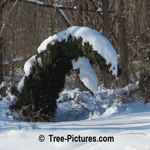 Cedar Tree Care: Picture of Cedar Tree Weighted Down with Snow