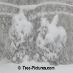 Cedar Tree Evergreens: Cedar Tree in Winter Snow Storm Picture