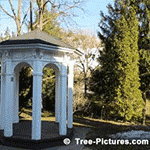 Pictures of Cedar Trees: Tall Cedar Tree Planted Alongside Gazebo Structure