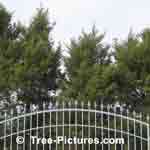 Cedar Tree Hedge, row of cedars with wrounght iron fence landscape design  Tree-Pictures.com