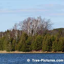 Cedar Tree Pictures: Group of Cedars Growing by the Lake