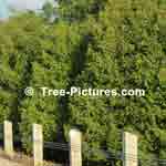 100's Cedars together are referred to as a Cedar Tree Grove  Tree-Pictures.com