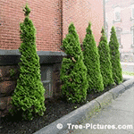 Pictures of Cedar Trees: Pyramidal Shaped Cedar Type used Urban Street Landscaping