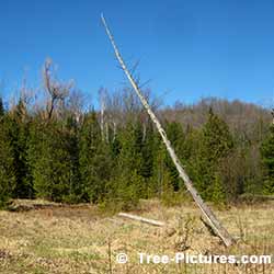 Cedar Trees: Cedar Tree that has Died