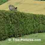 Picture of Trimmed Cedar Tree Hedge to block satellite dish and provide privacy - Tree-Pictures.com