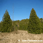 Cedar Trees