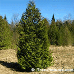 Types of Cedar Trees: Lonely Cedar Tree