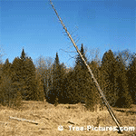 Cedar Tree Pictures: Cedar Tree Forest, Old Leaning Cedar in the Meadow with New Growth Cedars