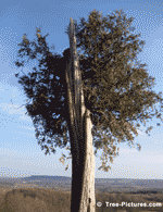 Old Cedar Tree, Valley Escarpment View Photo