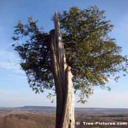 Old Cedar Tree Trunk on Edge of the Escarpment