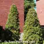 Picture of Pyramid Cedar Branches trimmed to retain Pyramidal cone Cedar profile - Tree-Pictures.com