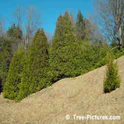 Cedar Trees, Planted on the Side of a Hill