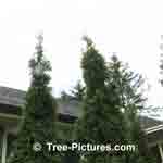 Picture of Cedar Trees needing tree service trimming  Tree-Pictures.com