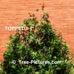 Cedar Tree Trimmming - Every several years one may trim your Garden Cedars to reduce height, to retain its desired shape and or to bring the cedars height down to scale for the garden landscape design  Tree-Pictures.com
