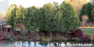 Cedars: Cedar Trees Growing by the Pond Landscape
