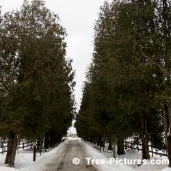 Cedar Trees, Driveway Lined with Cedar Trees
