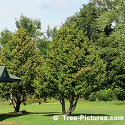 Cedar Trees used in Landscape Design of Golf Course