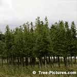 Pictures of Cedar Trees: Tall Cedars Planted As Windbreak To Farm