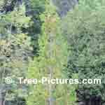 Cedar Tree Picture Sample  Cedar Trees Shape