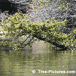 Cedar Tree In Water