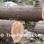 Picture of a Split Cedar Trees Truncks that are split into long Wood Rails are good for Garden Perimeter Fencing, Cedar is naturally Highly Rot Resistant | Tree-Pictures.com
