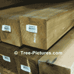 4x4 Rustic Cedar Tree Fence Posts
