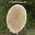 Cedar Tree Picture: Cedar Wood is Weather Resistant and used for Exterior Fence Posts | Cedar:Wood+Fence  Tree-Pictures.com