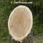 Cedar Tree Picture: Cedar Wood is Weather Resistant and used for Exterior Fence Posts | Cedar:Wood+Fence Tree-Pictures.com